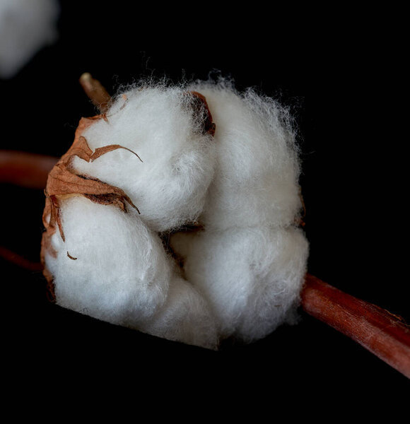    cotton flower blooming close-up                            