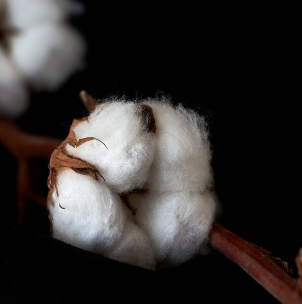    cotton flower blooming close-up                            