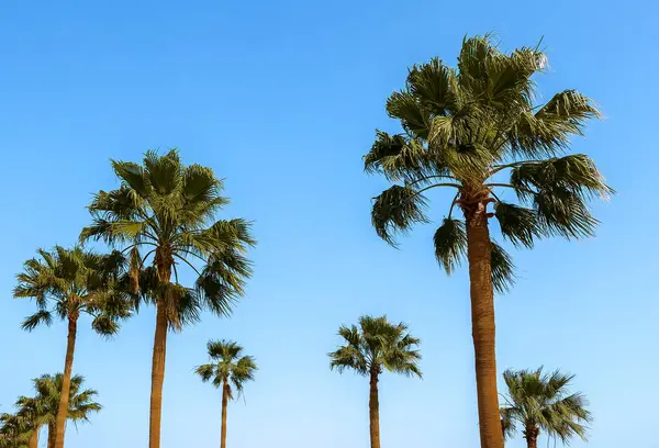 Mavi denizde palmiye ağacı.