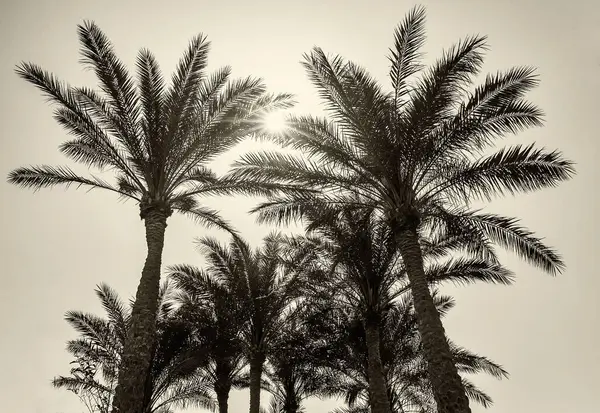 Bulutlu bir günde parktaki palmiye ağaçlarının güzel manzarası.