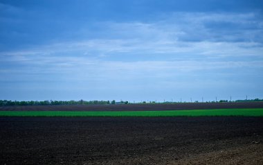   yeşil çimenler çiftlikte yetişti.                             
