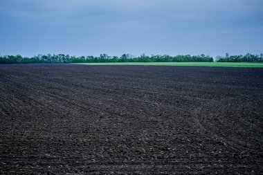   yeşil çimenler çiftlikte yetişti.                             