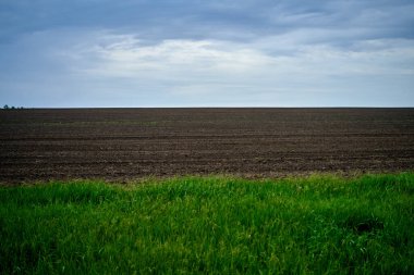 yeşil çimenler çiftlikte yetişti.                               