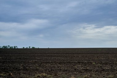                   Buğday hasadı için ekilen siyah tarıma elverişli arazi             