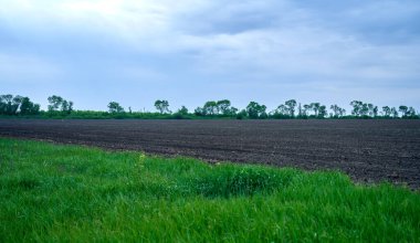 yeşil çimenler çiftlikte yetişti.                               