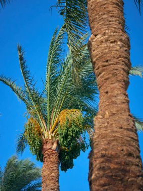 Hurma tomurcukları sarkmış