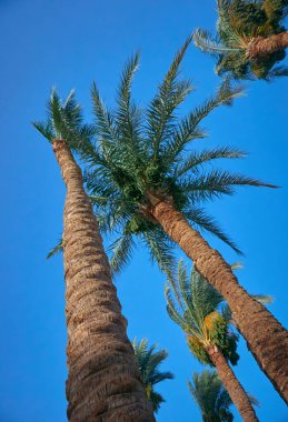 Hurma tomurcukları sarkmış