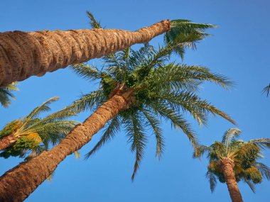 Hurma tomurcukları sarkmış