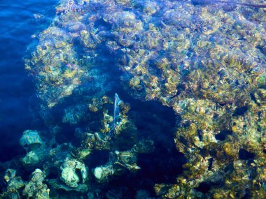 Mısırda mavi deniz ve balık