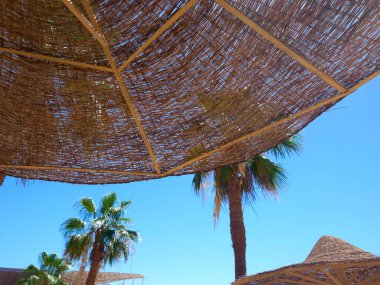 Palmiye ağaçları ve şemsiye