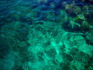 Balık yosunlarının güzel sualtı dünyası