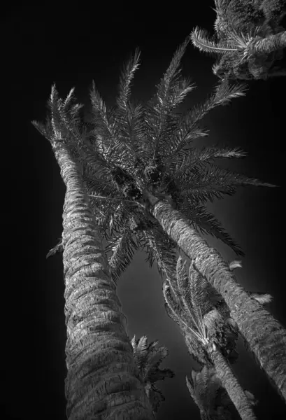 Hurma tomurcukları sarkmış