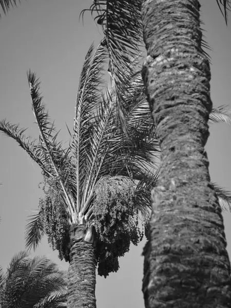 Hurma tomurcukları sarkmış