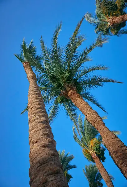 Hurma tomurcukları sarkmış