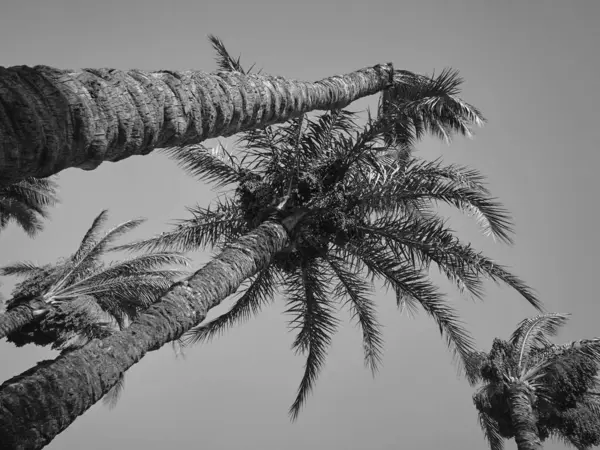 Hurma tomurcukları sarkmış