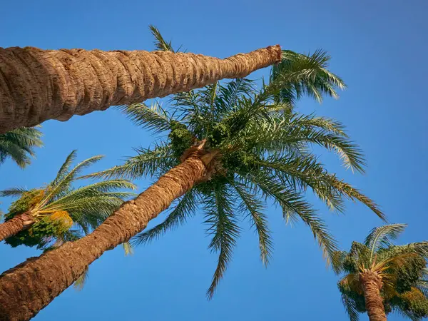 Hurma tomurcukları sarkmış