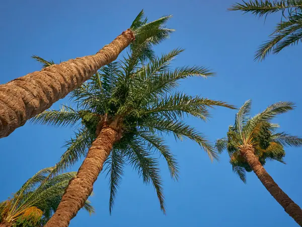 Hurma tomurcukları sarkmış