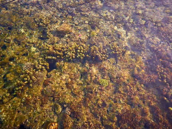 Kızıl denizdeki mercan kayalıkları