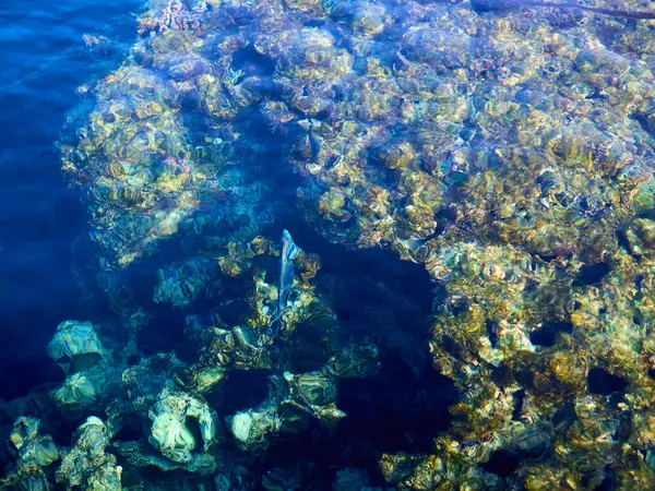 Mısırda mavi deniz ve balık