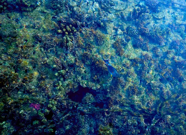 Mercan resifi ve tropikal balıklar