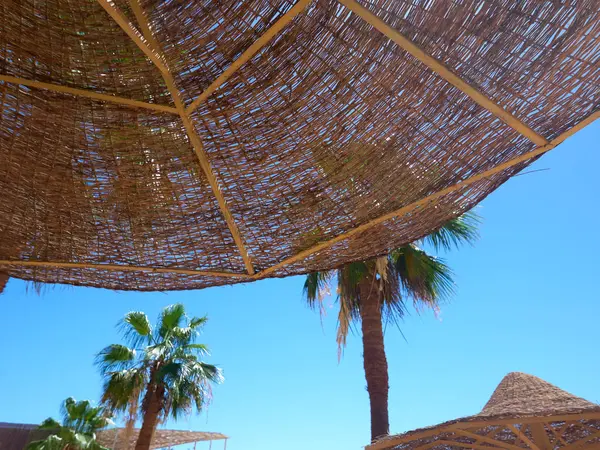 Palmiye ağaçları ve şemsiye