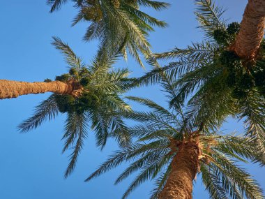 Hurma tomurcukları sarkmış