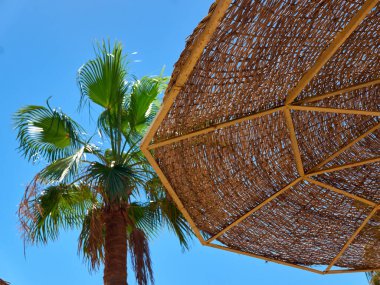 Hurma ağacının tomurcuğundan.