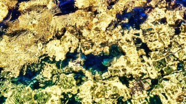 Sanatçılar için arkaplan olarak mercan resifinin bir parçası