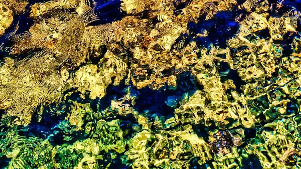 Sanatçılar için arkaplan olarak mercan resifinin bir parçası