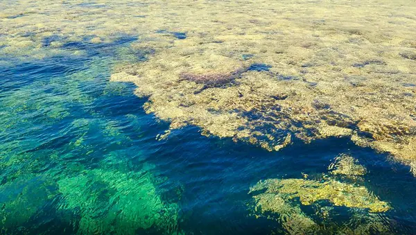 Sanatçılar için arkaplan olarak mercan resifinin bir parçası