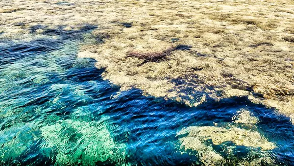 Sanatçılar için arkaplan olarak mercan resifinin bir parçası