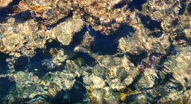 Mavi deniz ve mercanların arka planı