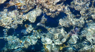 Sanatçılar için arkaplan olarak mercan resifinin bir parçası