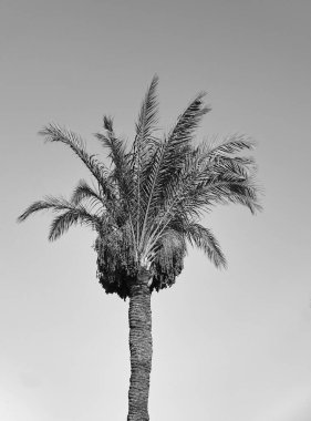 Çölde palmiye ağaçları