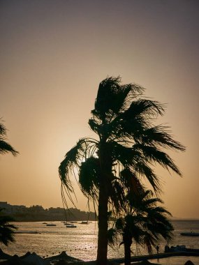 palmiye ağaçları ve gün batımı