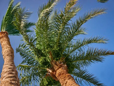 Gökyüzüne karşı palmiye ağaçları