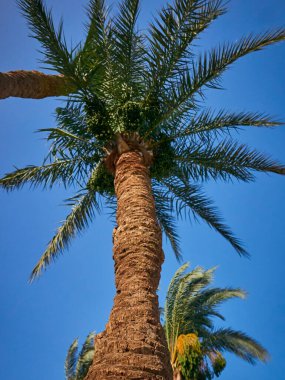 Güzel mavi gökyüzü olan palmiye ağacı