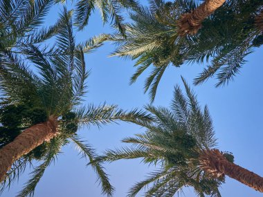 Mavi gökyüzünde büyüyen palmiye ağacı