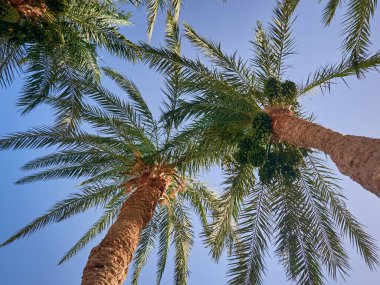 Mavi gökyüzünde büyüyen palmiye ağacı