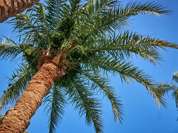Mavi gökyüzünde yeşil yaprakları olan bir palmiye ağacı. tropik seyahat arkaplanı