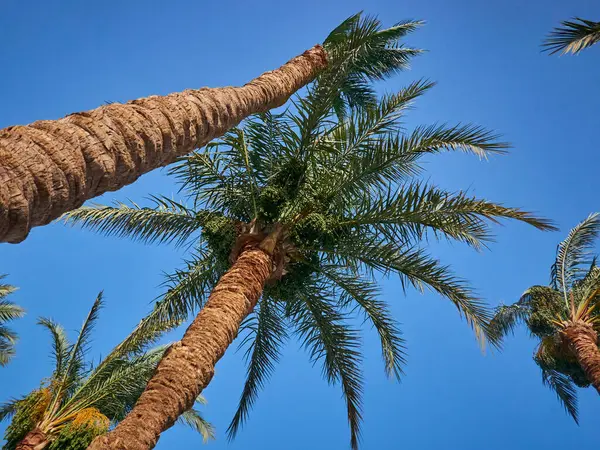 Palmiye ağaçları gökyüzü arka planı.