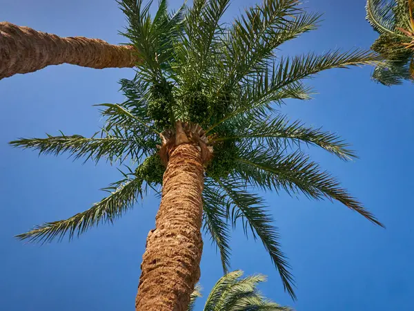 Mavi gökyüzünde palmiye ağacı