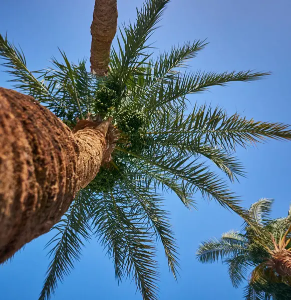 Mavi arkaplanda palmiye ağacı, kapat.