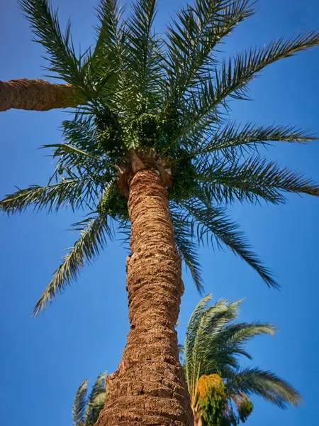 Güzel mavi gökyüzü olan palmiye ağacı