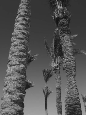 Mavi gökyüzünde büyüyen palmiye ağacı