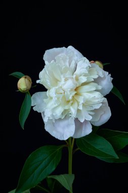  Siyah arka planda büyüyen şakayık çiçeği                              