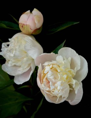  Siyah arka planda büyüyen şakayık çiçeği                              