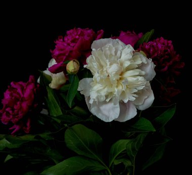  Siyah arka planda büyüyen şakayık çiçeği                              