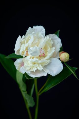  Siyah arka planda büyüyen şakayık çiçeği                              