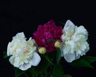  Siyah arka planda büyüyen şakayık çiçeği                              